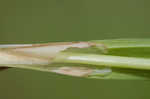 Thinfruit sedge